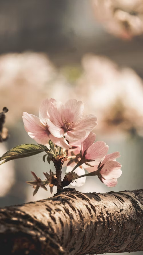 Formation Fleurs de Bach Barbara Laffay Naturopathe Formation Fleurs de Bach Barbara Laffay Naturopathe
